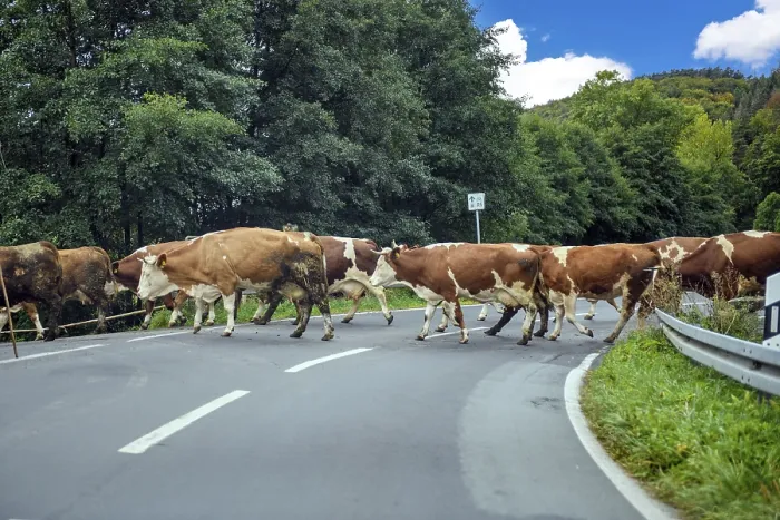 Framed Print : Cows are driven across country roads, Germany Framed Print : Cows are driven across country roads, Germany