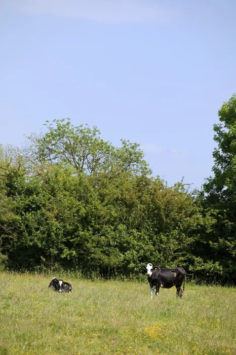 Framed Print : Cows in Dutch landscape Holland in Maasheggen