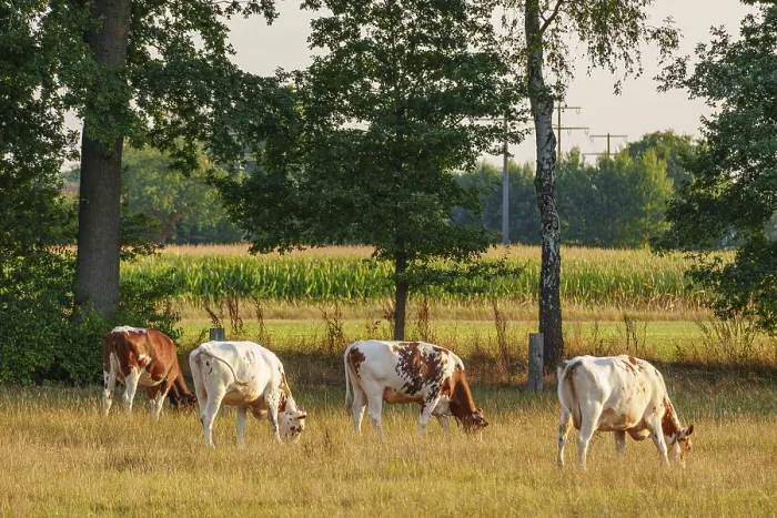 Framed Print : Cows eating grass on a green meadow in front of a cornfield