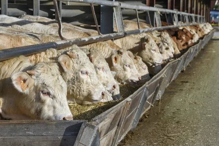Framed Print : Cows eating in a stable in France