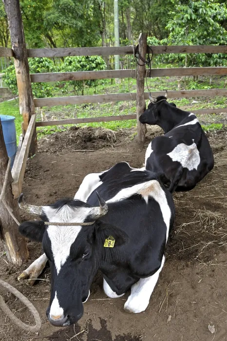 Framed Print : Cows behind gates, Monteverde, Alajuela province Framed Print : Cows behind gates, Monteverde, Alajuela province