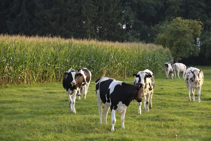 Framed Print : Several cows graze on a green pasture in front of a corn field in the evening light
