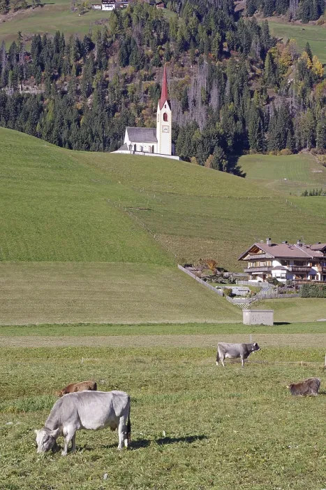 Framed Print : Cows graze in a meadow, behind it a church with a red tower against wooded alpine slopes