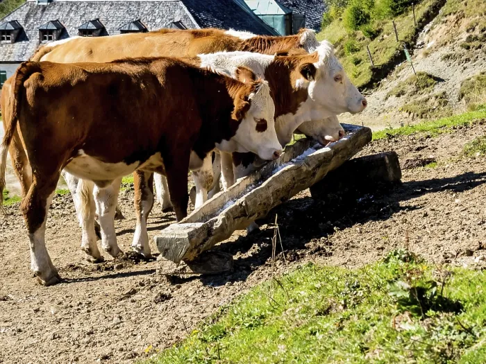 Framed Print : Cows grazing on an alpine pasture in Austria