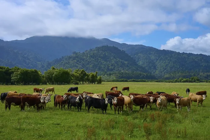 Framed Print : Cows grazing on a green meadow with mountain and forest backdrop under a cloudy sky