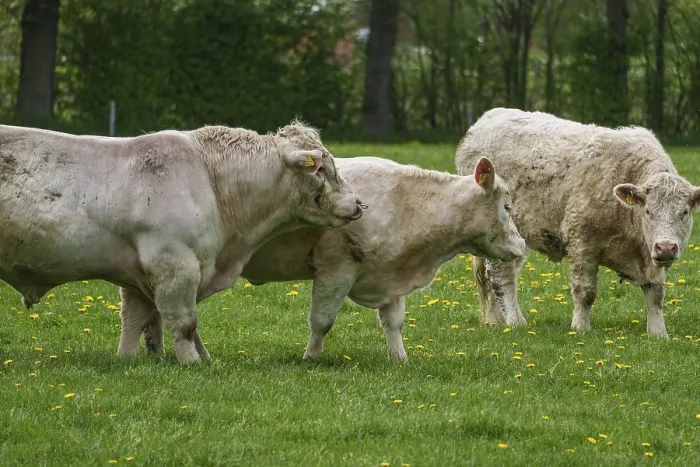 Framed Print : Three cows grazing and interacting peacefully in green surroundings