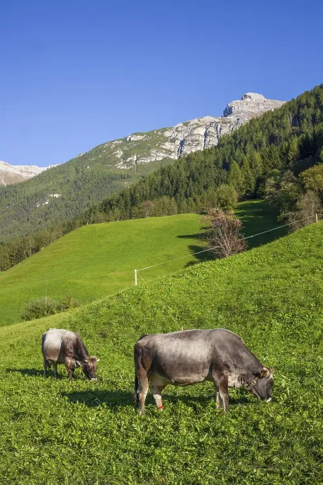 Framed Print : Cows grazing on pasture in the background of Berg Serles