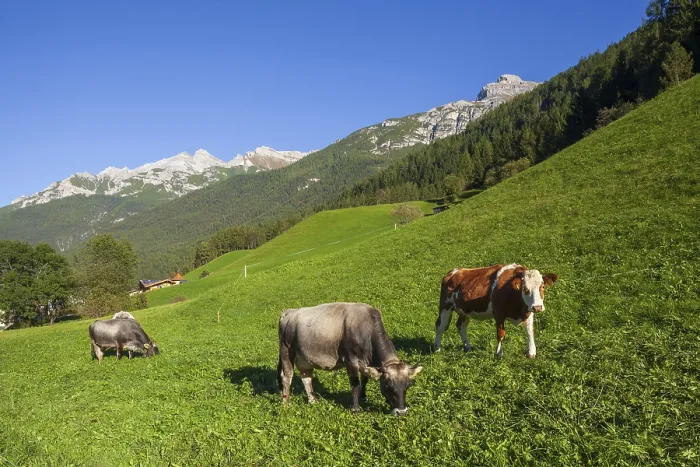Framed Print : Cows grazing on pasture in the background of Berg Serles Framed Print : Cows grazing on pasture in the background of Berg Serles