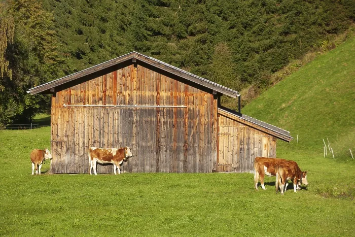 Framed Print : Cows grazing on pasture in front of a barn Framed Print : Cows grazing on pasture in front of a barn
