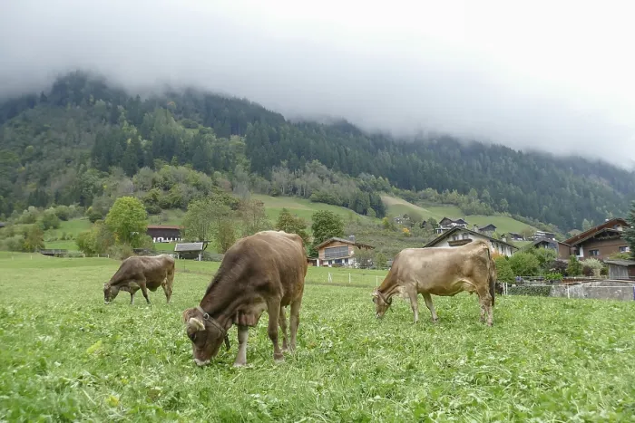 Framed Print : Cows grazing on pasture, Neustift im Stubai Valley