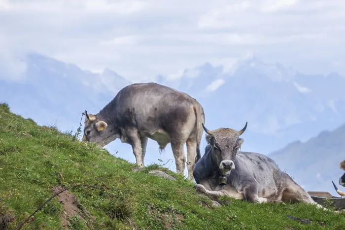 Framed Print : Cows grazing on pasture, Neustift im Stubai Valley