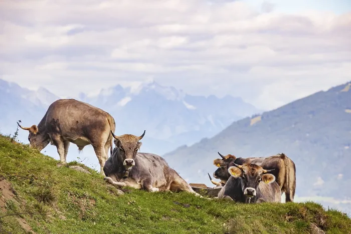 Framed Print : Cows grazing on pasture, Neustift im Stubai Valley