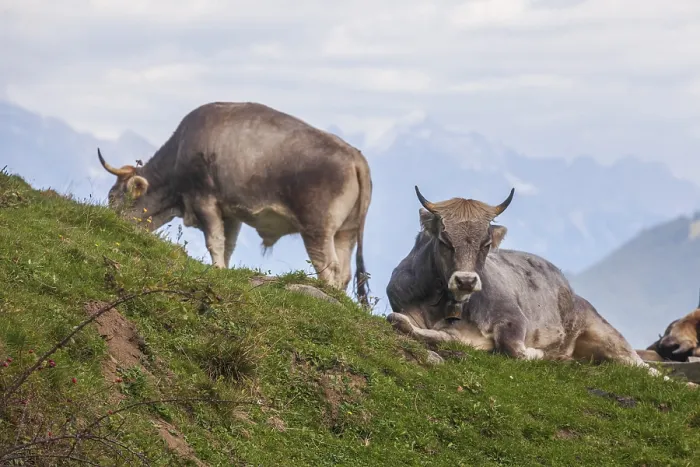 Framed Print : Cows grazing on pasture, Neustift im Stubai Valley Framed Print : Cows grazing on pasture, Neustift im Stubai Valley
