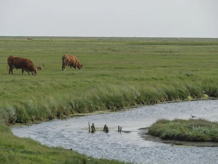 Framed Print : Cows grazing peacefully next to a river while a bird rests on the bank