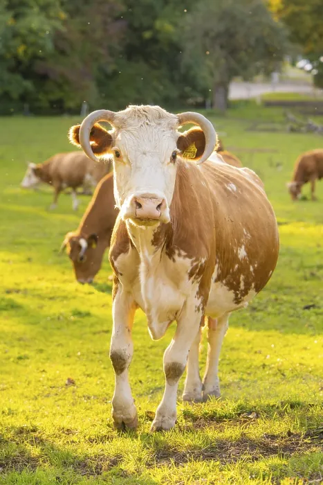 Framed Print : Cows grazing on a sunny meadow with a close-up cow in the foreground