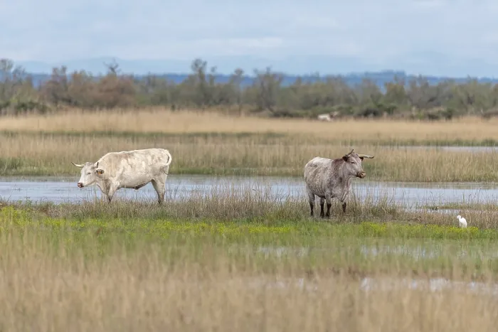 Framed Print : Cows grazing in a swamp in the Rhone delta