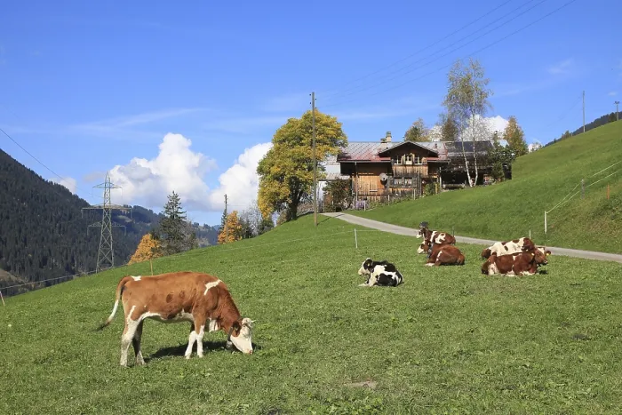 Framed Print : Cows on a green meadow in the Swiss Alps Framed Print : Cows on a green meadow in the Swiss Alps