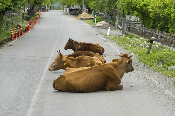 Framed Print : Three cows lie in a relaxed atmosphere on a quiet country road