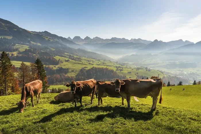 Framed Print : Cows on a mountain pasture, in the background the Churfirsten Framed Print : Cows on a mountain pasture, in the background the Churfirsten