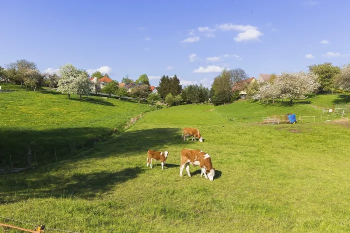 Framed Print : Cows in a pasture Framed Print : Cows in a pasture