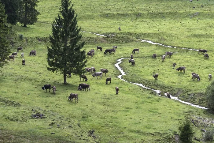 Framed Print : Cows on the pasture in front of the cattle drive