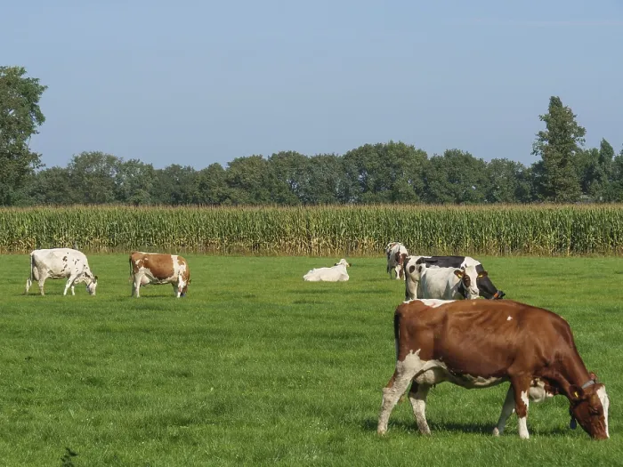 Framed Print : Cows on a pasture in front of a corn field and a row of trees
