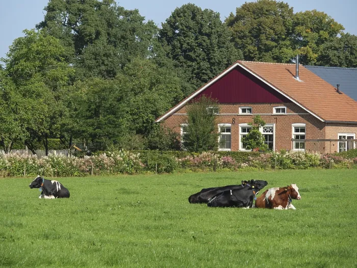 Framed Print : Cows resting on green pasture in front of a red farmhouse with trees in the background Framed Print : Cows resting on green pasture in front of a red farmhouse with trees in the background