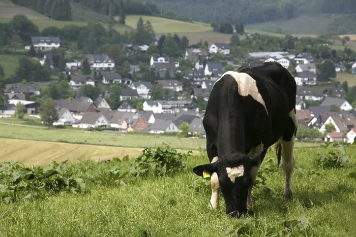 Framed Print : Cows in the Sauerland