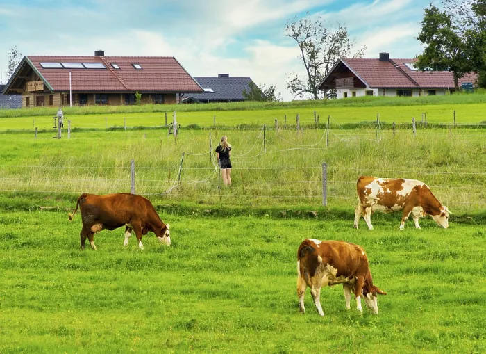 Framed Print : Cows on a small pasture, Bavaria, Germany, Europe