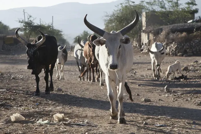 Framed Print : Cows on a street, near Mekele, Tigray region