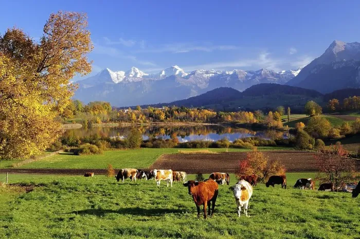 Framed Print : Cows in front of Uebeschisee Lake in autumn