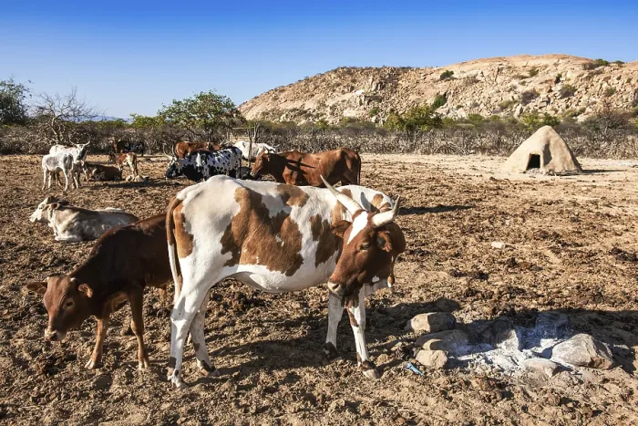 Framed Print : Cows in the village of Kuvale, an ethnic group near Virei Framed Print : Cows in the village of Kuvale, an ethnic group near Virei