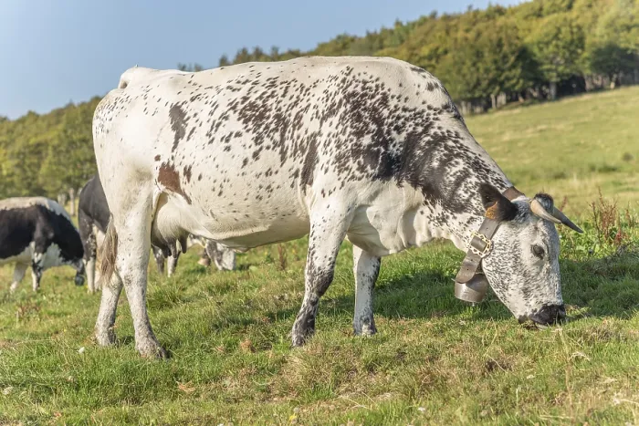 Framed Print : Cows of Vosges breed in pasture in mountain