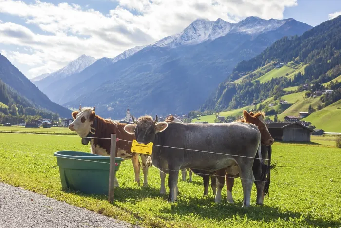 Framed Print : Cows watering on pasture in the background mountains