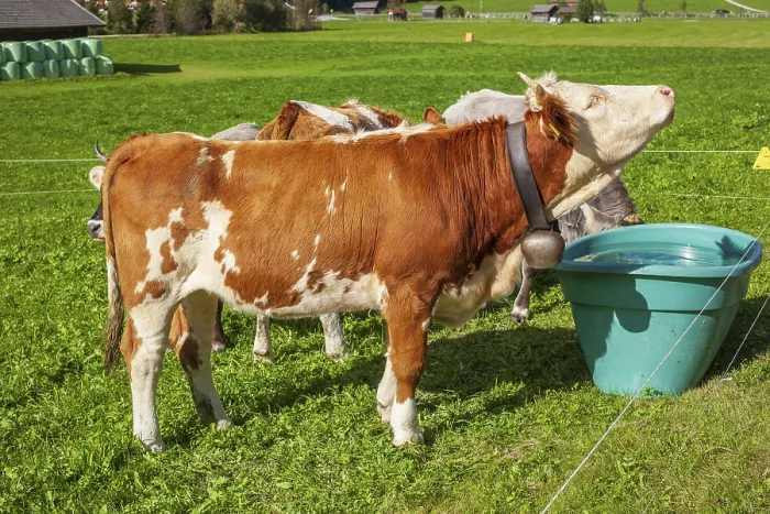 Framed Print : Cows watering on pasture, Neustift im Stubai Valley
