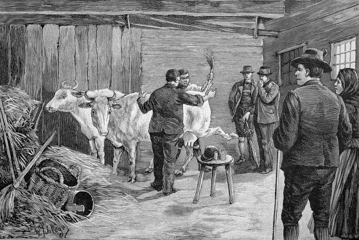 Framed Print : Cowshed, vaccinating cows, in Styria