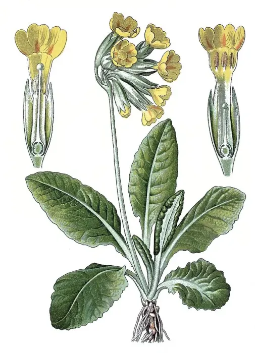 Framed Print : Cowslip (Primula officinalis), a medicinal plant