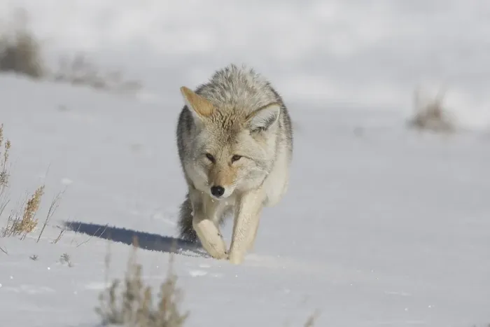 Framed Print : Coyote (Canis latrans), adult in snow