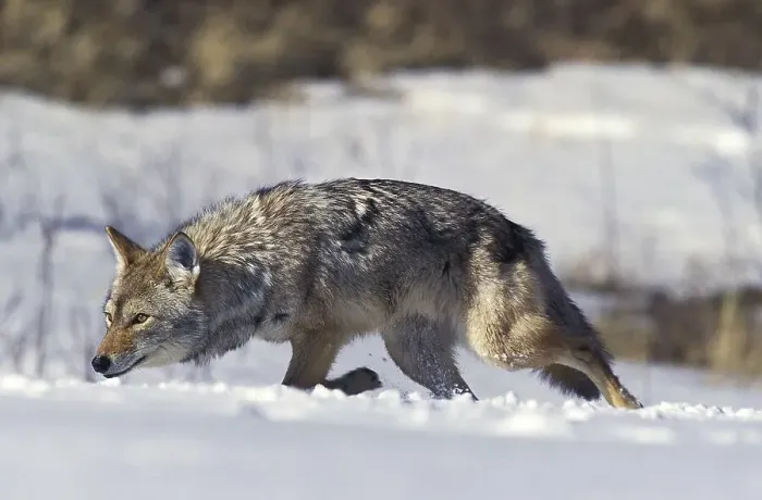 Framed Print : Coyote (canis latrans), Adult walking on Snow