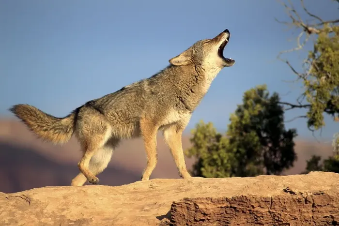 Framed Print : Coyote (Canis latrans), Monument Valley