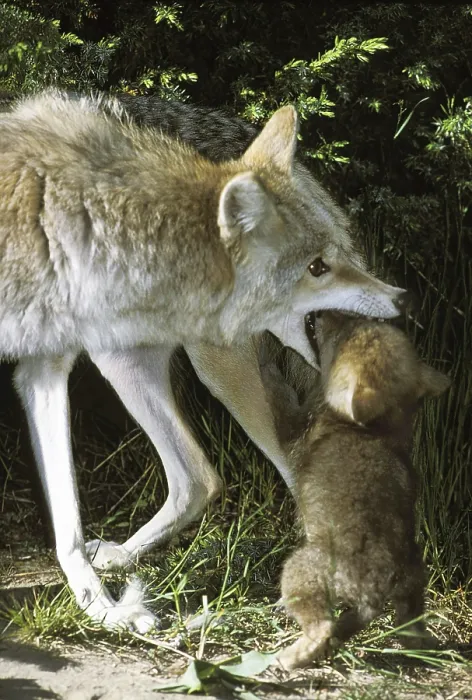 Framed Print : Coyote (canis latrans), mother with cubs, Montana