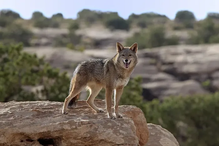 Framed Print : Coyote (Canis latrans) standing on rocks, Utah, United States, North America