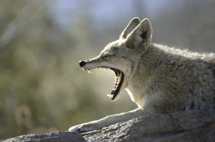 Framed Print : Coyote (Canis latrans), yawning