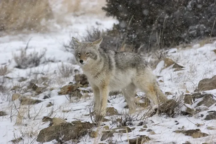 Framed Print : Coyote in winter scenery