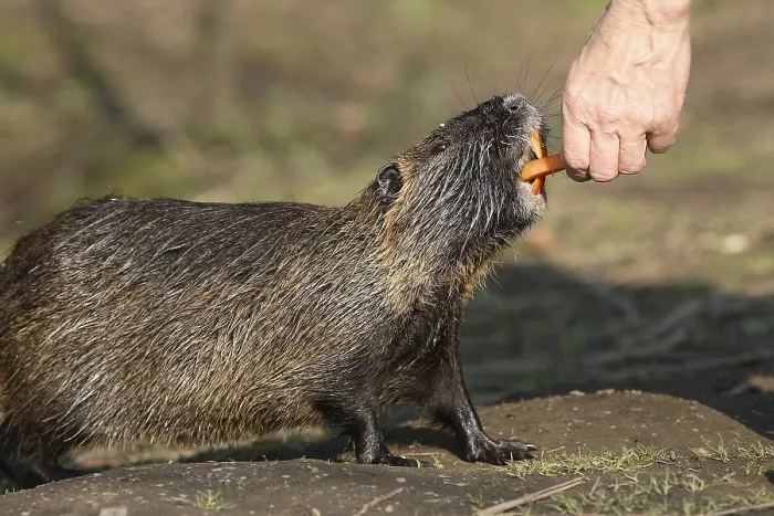 Framed Print : Coypu, fed by hand