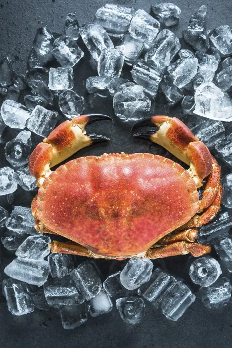 Framed Print : Whole crab on dark slate and ice cubes from overhead Framed Print : Whole crab on dark slate and ice cubes from overhead