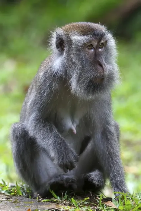 Framed Print : Crab-eating Macaque (Macaca fascicularis) Framed Print : Crab-eating Macaque (Macaca fascicularis)