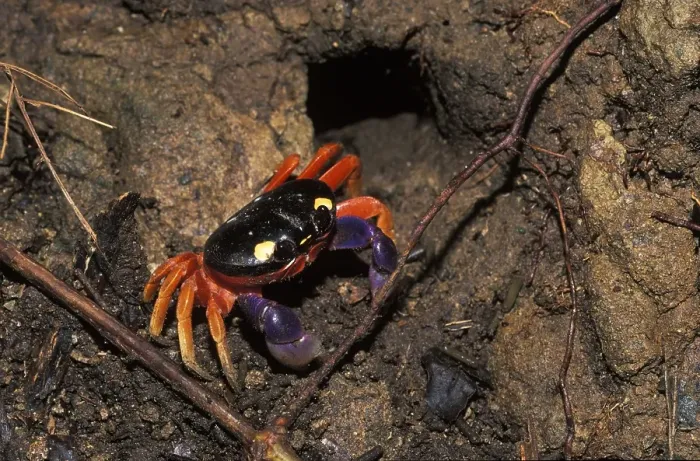 Framed Print : Crab - Manuel Antonio - Costa Rica