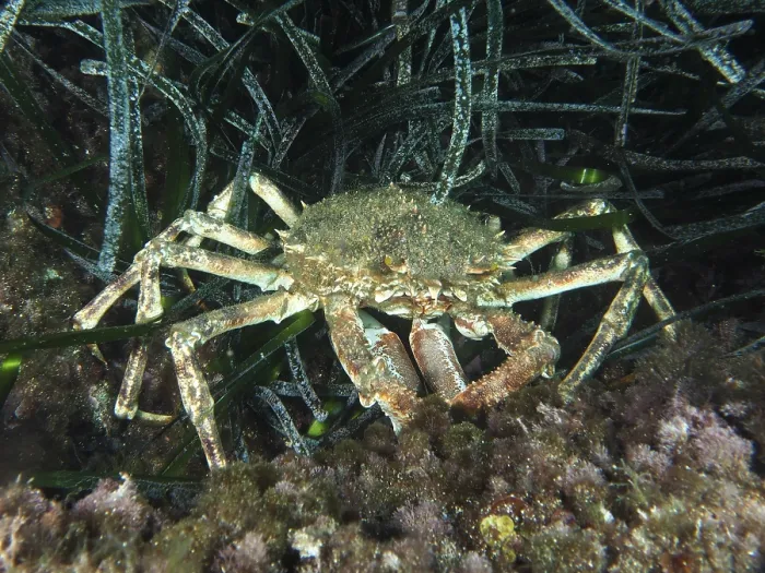 Framed Print : A crab, spider crab (Maja squinado) Framed Print : A crab, spider crab (Maja squinado)