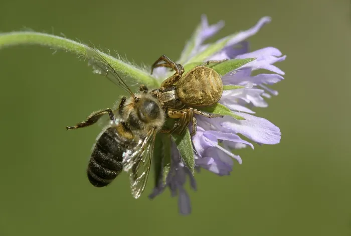 Framed Print : Crabspider (Xysticus cristatus) with captured bee